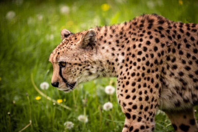 Mechelen: Planckendael ZOO Entry Ticket - A Deep Dive into the Experience at Planckendael Zoo