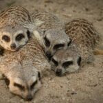 Meerkat Experience at Werribee Open Range Zoo - excl. entry - What to Expect: A Step-by-Step Breakdown