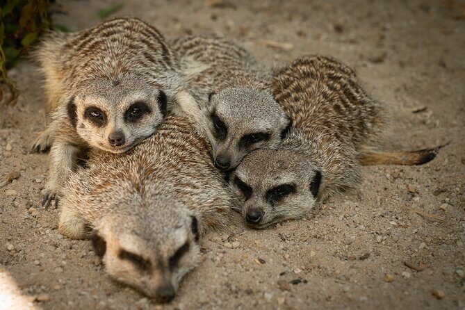 Meerkat Experience at Werribee Open Range Zoo - excl. entry - What to Expect: A Step-by-Step Breakdown