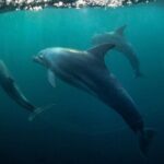 Meet Dolphins in Huatulco - Who Will Love This Tour?
