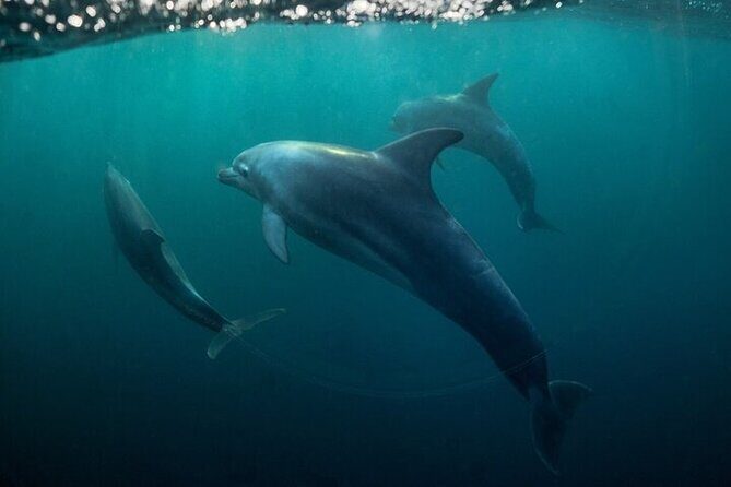 Meet Dolphins in Huatulco - Who Will Love This Tour?
