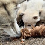 Meet Taivas & the Arctic Wolves - Private Tour - Exploring the Experience