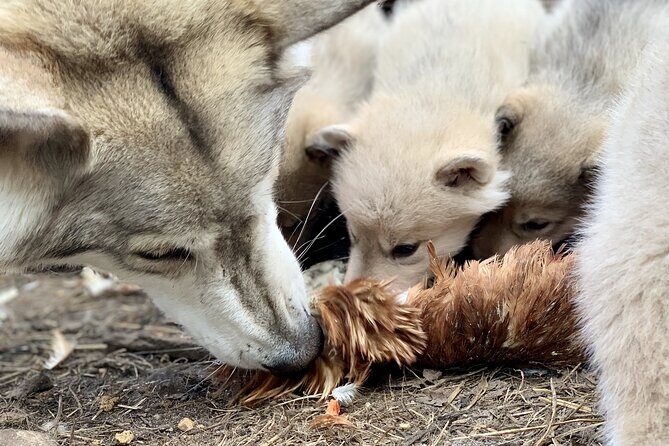 Meet Taivas & the Arctic Wolves - Private Tour - Exploring the Experience