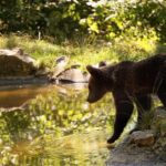 Meet the Bears & Visit Dracula Castle Day Tour from Bucharest - Who Should Consider This Tour?