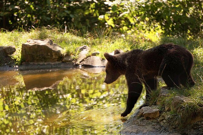 Meet the Bears & Visit Dracula Castle Day Tour from Bucharest - Who Should Consider This Tour?
