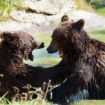 Meet the Free Bears and visit Dracula's Castle in a Day Trip from Bucharest - Why This Tour Offers Good Value