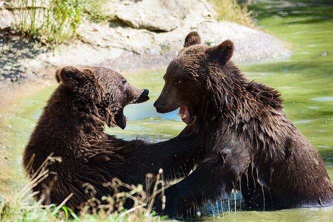 Meet the Free Bears and visit Dracula's Castle in a Day Trip from Bucharest - Why This Tour Offers Good Value