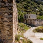 Meet the trees in Cyclades Hiking (Small group experience) - What Youll See and Do on the Tour