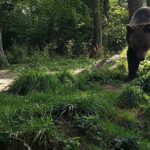 Meet Wild Brown Bears on the Roads to Real Dracula's Fortress - Who Should Consider This Tour?