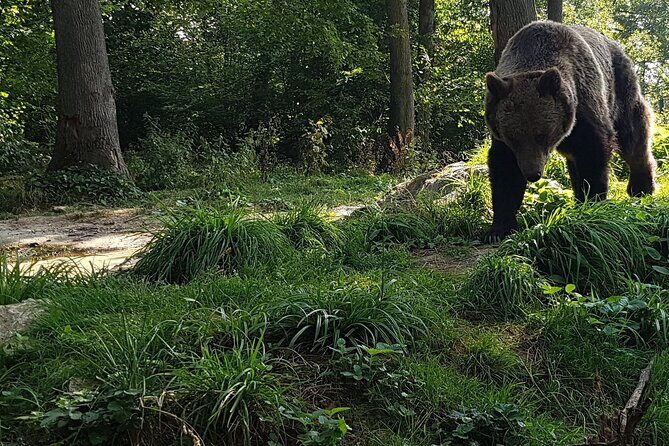 Meet Wild Brown Bears on the Roads to Real Dracula's Fortress - Who Should Consider This Tour?