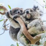 Melbourne: 2-Day Great Ocean Road & Grampians Tour - What’s Included and What You Should Know