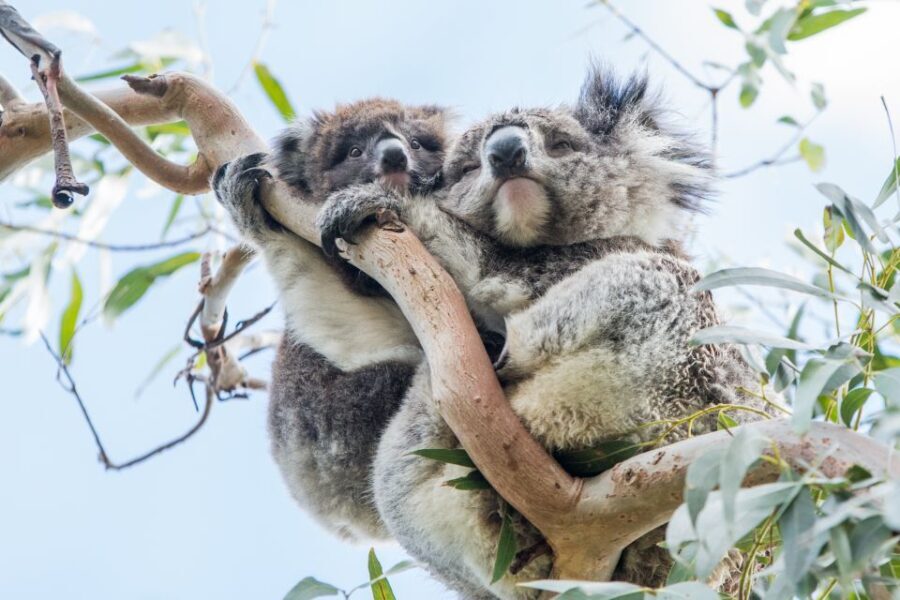 Melbourne: 2-Day Great Ocean Road & Grampians Tour - What’s Included and What You Should Know