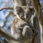 Melbourne: French and Phillip Island Wildlife Expedition - What Sets This Tour Apart?