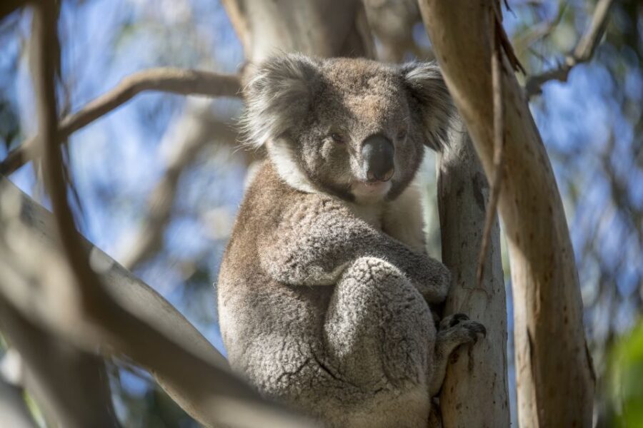 Melbourne: French and Phillip Island Wildlife Expedition - What Sets This Tour Apart?