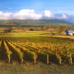 Melbourne: Full-Day Horses, Wine, and Beer Tour - Who Would Love This Tour?