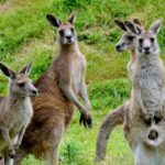 Melbourne: Healesville Sanctuary & Phillip Island Tour - Analyzing the Value