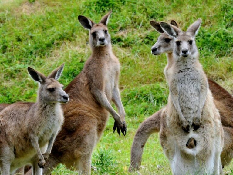 Melbourne: Healesville Sanctuary & Phillip Island Tour - Analyzing the Value