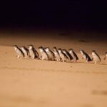 Melbourne Highlights, Moonlit and Penguin Parade Day Tour - The Guide and Group Experience