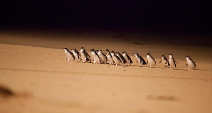Melbourne Highlights, Moonlit and Penguin Parade Day Tour - The Guide and Group Experience
