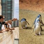 Melbourne Magic: City Highlights and Penguin Parade Tour - Exploring the Details: From Melbourne Streets to Penguin Shores