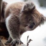 Melbourne: Moonlit Sanctuary and Brighton Beach Boxes Tour - Practical Details and Value