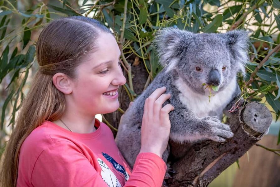 Melbourne: Penguin Parade & Phillip Island Scenic Day Tour - FAQs About the Melbourne: Penguin Parade & Phillip Island Tour