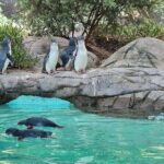 Melbourne Penguin Tour & Wildlife kangaroos koala Emu Tasi Devil - Exploring the Day in Detail