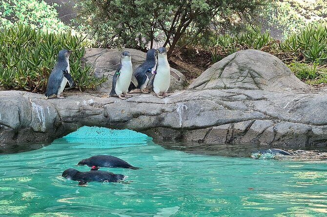 Melbourne Penguin Tour & Wildlife kangaroos koala Emu Tasi Devil - Exploring the Day in Detail
