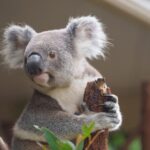 Melbourne Phillip Island 1 Day Tour - Who Is This Tour Best For?