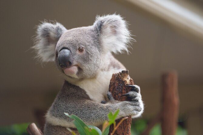 Melbourne Phillip Island 1 Day Tour - Who Is This Tour Best For?
