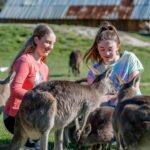 Melbourne: Phillip Island Penguin Parade Watching Day Tour - An In-Depth Look at the Experience