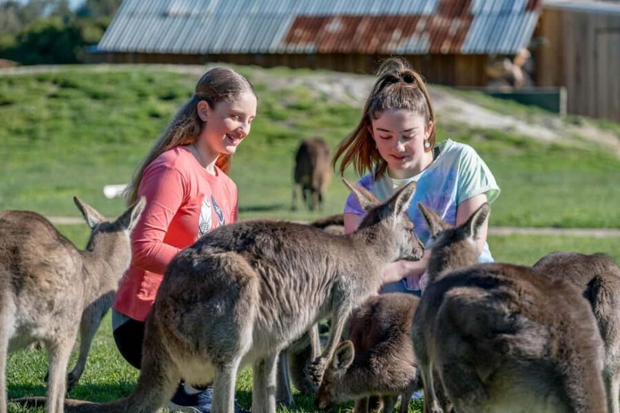 Melbourne: Phillip Island Penguin Parade Watching Day Tour - An In-Depth Look at the Experience