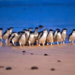 Melbourne: Phillip Island Private Tour including tickets - An In-Depth Look at the Phillip Island Private Tour