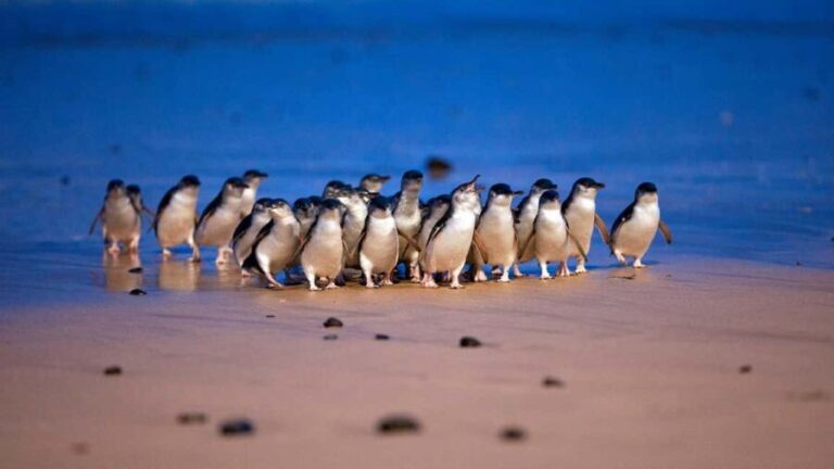 Melbourne: Phillip Island Private Tour including tickets - An In-Depth Look at the Phillip Island Private Tour