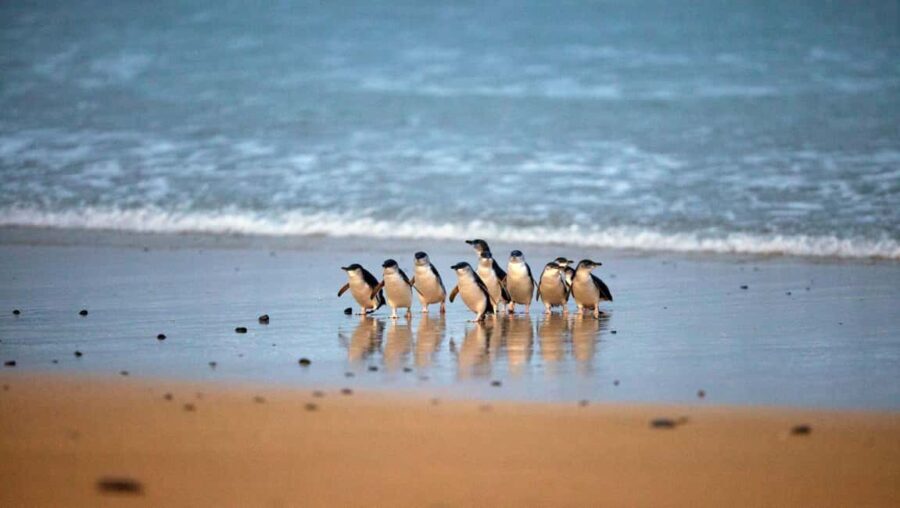 Melbourne: Phillip Island Private Tour with Penguin Parade - Price and Value: Is it Worth It?