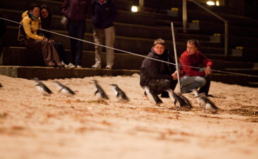 Melbourne: Phillip Island Tour & Penguin Parade - Transportation, Group Size & Comfort