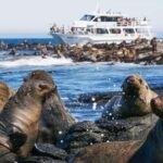 Melbourne: Phillip Island Tour w/ Hop-on Bus or Seal Cruise - Who Should Consider This Tour?