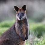 Melbourne: Phillip Island Wildlife Tour & Penguin Parade - FAQ