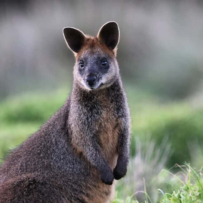 Melbourne: Phillip Island Wildlife Tour & Penguin Parade - FAQ
