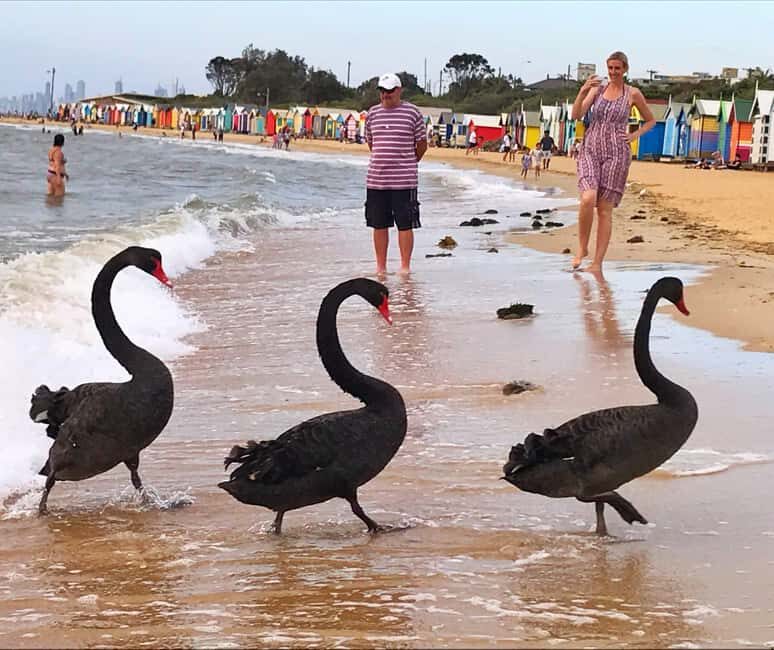 Melbourne Private Guided City Highlights Tour - Exploring Melbourne with Your Private Guide