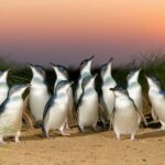 Melbourne Puffing Billy Penguin Yarra Valley Wine choc Tour - Practical Details and Tips