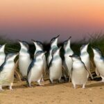 Melbourne Puffing Billy Penguin Yarra Valley Wine choc Tour - Final Thoughts: Who Will Love This Tour?