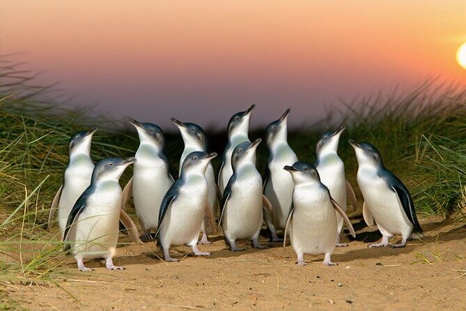 Melbourne Puffing Billy Penguin Yarra Valley Wine choc Tour - Final Thoughts: Who Will Love This Tour?