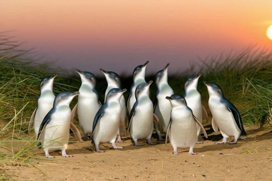 Melbourne Puffing Billy Penguin Yarra Valley Wine choc Tour - Practical Details and Tips