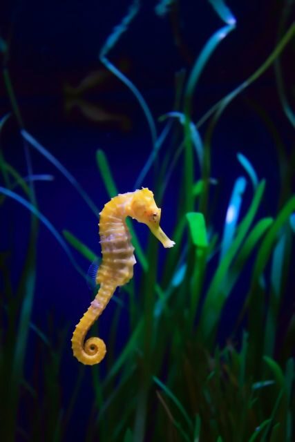 Melbourne: SEA LIFE Aquarium Entrance Ticket - An In-Depth Look at Melbourne’s SEA LIFE Aquarium