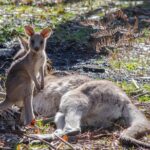 Melbourne to Adelaide 3 Day Southern Coast Overland Tour - Why This Tour Offers Great Value