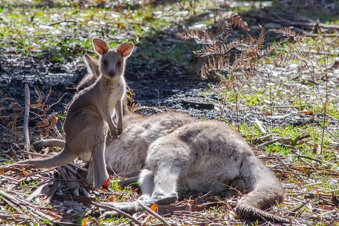 Melbourne to Adelaide 3 Day Southern Coast Overland Tour - Why This Tour Offers Great Value