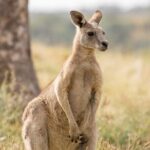 Melbourne wildlife nature hike with Kangaroos and sunset picnic! - Who Is This Tour Best For?