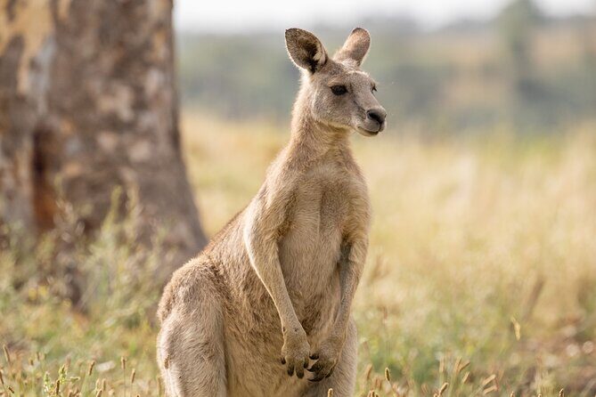 Melbourne wildlife nature hike with Kangaroos and sunset picnic! - Who Is This Tour Best For?