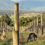 Melbourne Yarra Valley Wineries Explore Private Tour - Exploring the Itinerary in Detail